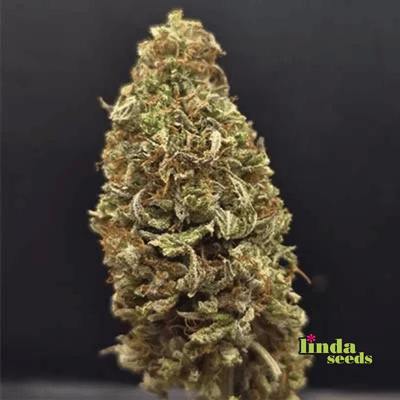 Auto GMO Seed > Linda Seeds | Autoflowering Cannabis   |  Hybrid