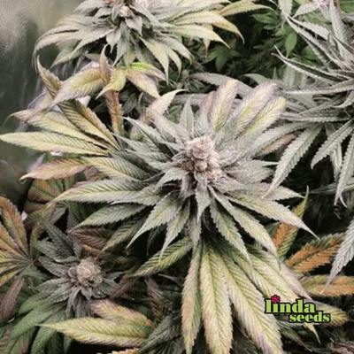 Auto GMO Seed > Linda Seeds | Autoflowering Cannabis   |  Hybrid