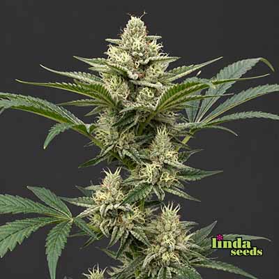 Auto GMO Auto (Linda Seeds)