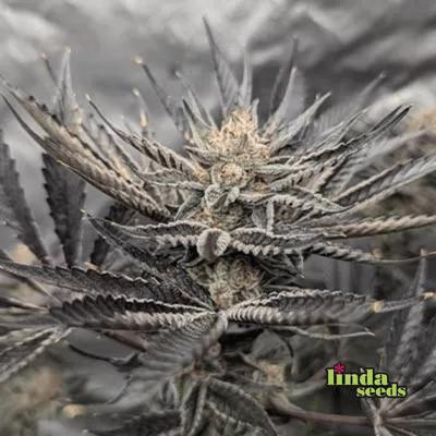 Auto GMO Auto (Linda Seeds)