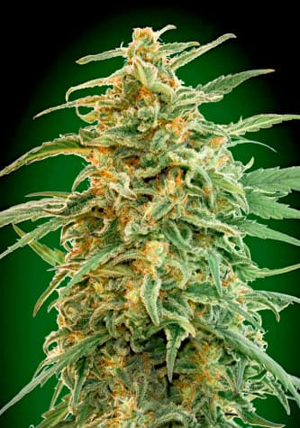 Auto Gorilla > 00 Seeds Bank | Graines Autofloraison  |  Indica