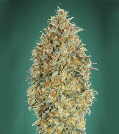 Auto Gorilla Blue > Advanced Seeds | Graines Autofloraison  |  Indica