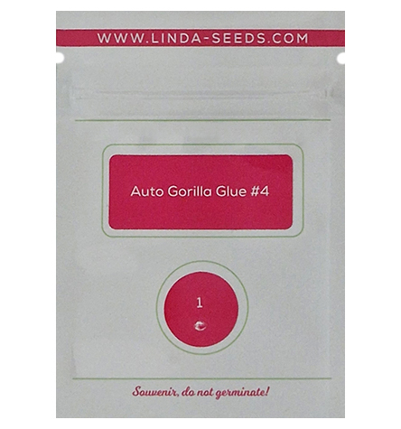 Auto Gorilla Glue#4 > Linda Seeds | Hanfsamen Empfehlungen  |  Günstige Hanfsamen