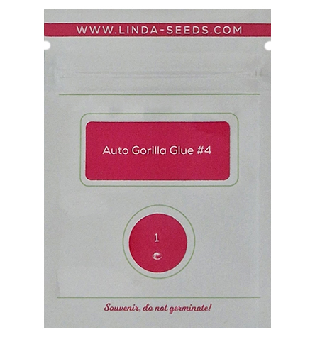 Auto Gorilla Glue#4 > Linda Seeds | NUESTRAS RECOMENDACIONES DE SEMILLAS DE MARIHUANA  |  Semillas Baratas