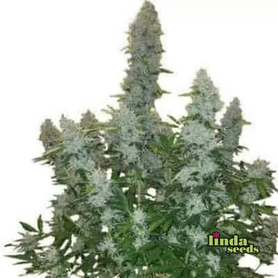 Auto Gorilla Glue#4 semilla > Linda Seeds | NUESTRAS RECOMENDACIONES DE SEMILLAS DE MARIHUANA  |  Semillas Baratas