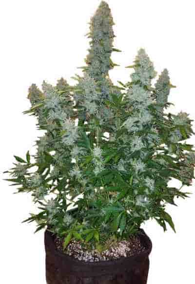 Auto Gorilla Glue#4 > Linda Seeds | Cannabis seeds recommendations  |  Affordable Cannabis