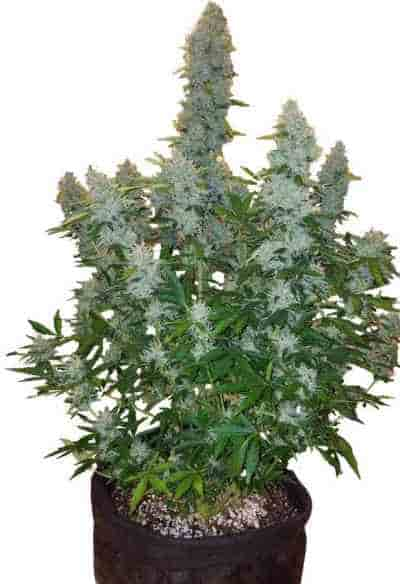 Gorilla Glue 4 Autoflower Seeds - Everything 420