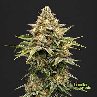 Auto Gorilla Glue#4 semilla > Linda Seeds | NUESTRAS RECOMENDACIONES DE SEMILLAS DE MARIHUANA  |  Semillas Baratas