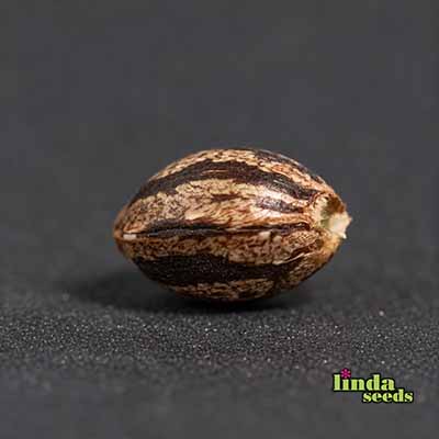Auto Gorilla Glue#4 semilla > Linda Seeds | NUESTRAS RECOMENDACIONES DE SEMILLAS DE MARIHUANA  |  Semillas Baratas