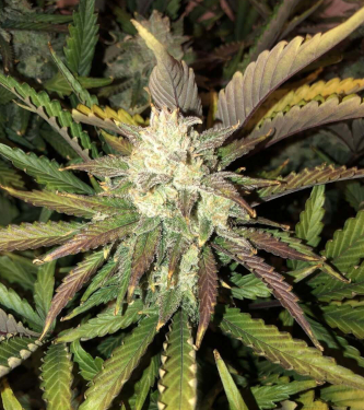 Auto Gorilla Glue > Philosopher Seeds | Semillas autoflorecientes  |  Híbrido