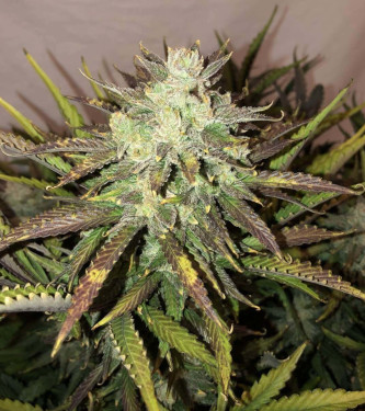 Auto Gorilla Glue > Philosopher Seeds | Autoflowering Hanfsamen  |  Hybrid