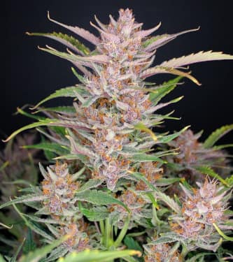 Gorilla Punch Auto, sweeter and more powerful cannabis