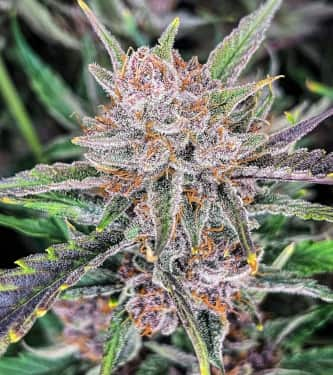 Auto Gorilla Punch > Fast Buds Company | Autoflowering Cannabis   |  Hybrid