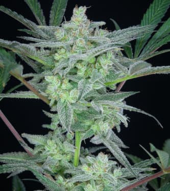 Auto Strawberry Gorilla > Fast Buds Company | Semillas autoflorecientes  |  Híbrido