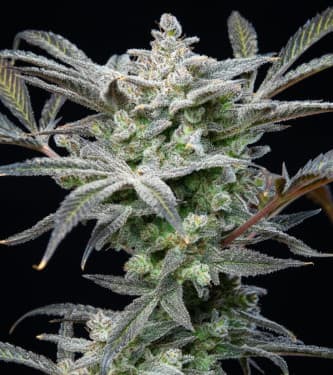 Auto Strawberry Gorilla > Fast Buds Company | Autoflowering Hanfsamen  |  Hybrid