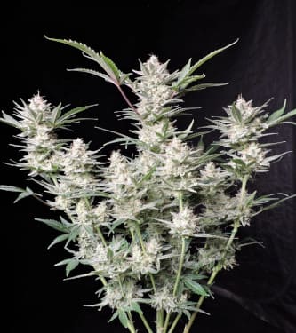 Auto Strawberry Gorilla > Fast Buds Company | Semillas autoflorecientes  |  Híbrido