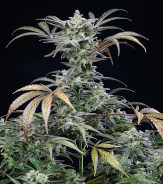 Auto Strawberry Gorilla > Fast Buds Company | Semillas autoflorecientes  |  Híbrido