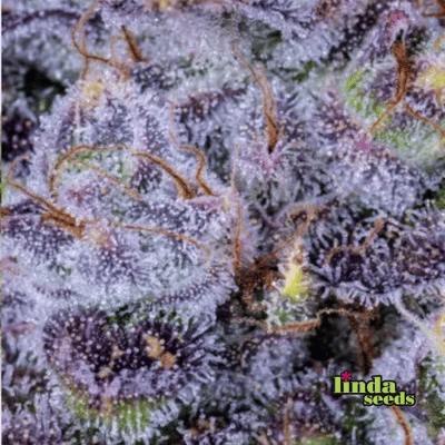 Auto Gorilla Zkittlez semilla > Linda Seeds | Semillas de marihuana autoflorecientes  |  Índica