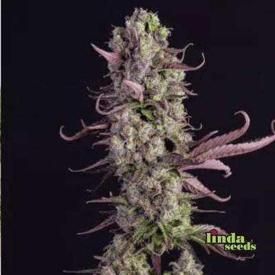 Auto Gorilla Zkittlez semilla > Linda Seeds | Semillas de marihuana autoflorecientes  |  Índica