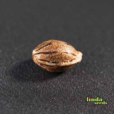 Auto Gorilla Zkittlez Samen > Linda Seeds | Autoflowering Hanfsamen  |  Indica