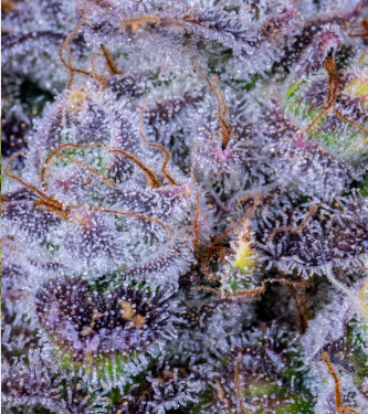 Auto Gorilla Zkittlez > Linda Seeds | Graines Autofloraison  |  Indica