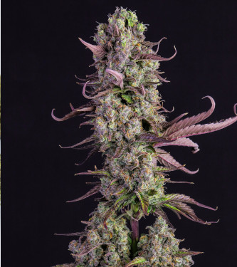 Venta de Girl Scout Cookies Auto (Auto Seeds)