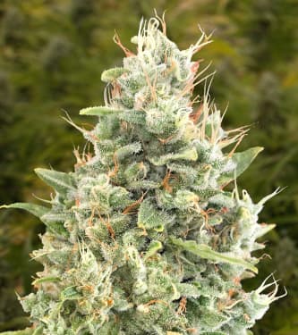 Auto Gorilla Zkittlez > High Speed Buds | Autoflowering Hanfsamen  |  Indica