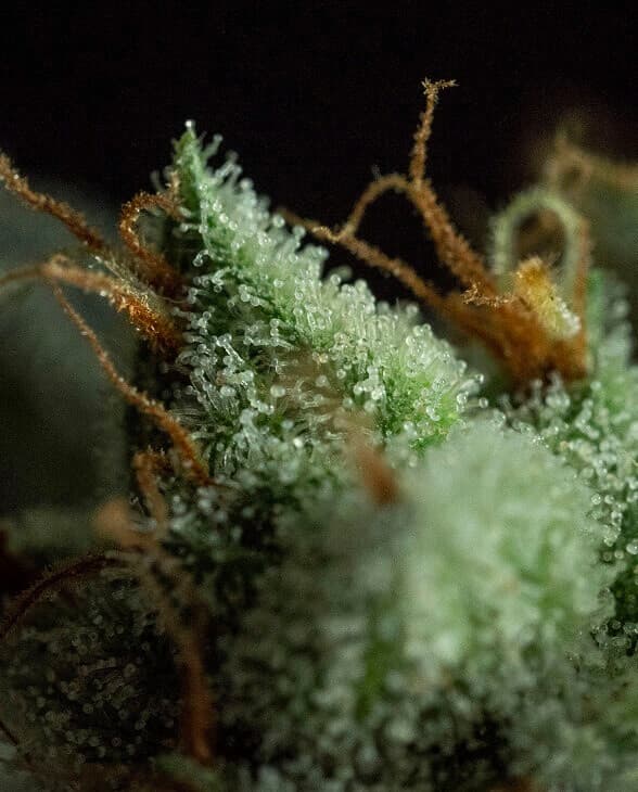 Auto G.O.S Samen > R-Kiem Seeds | Autoflowering Hanfsamen  |  Indica