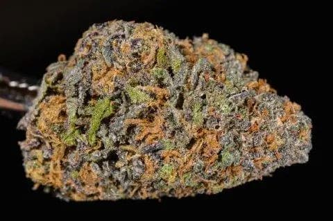 Auto Grand Daddy Purple semilla > 00 Seeds Bank | Semillas de marihuana autoflorecientes  |  Híbrido