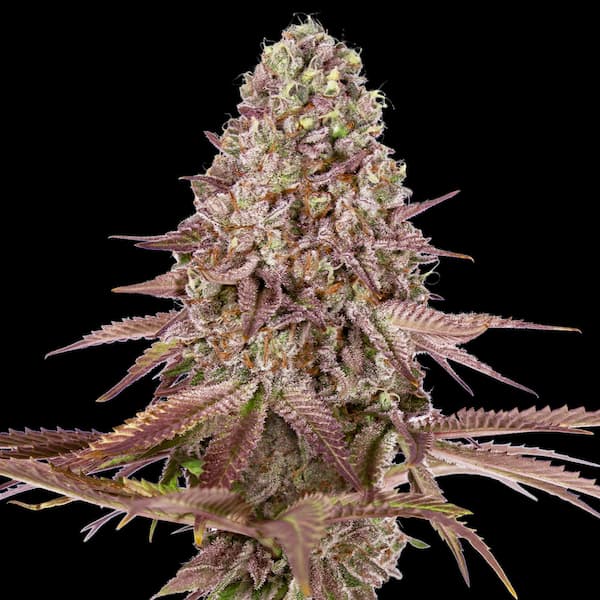 Auto Grand Daddy Purple semilla > 00 Seeds Bank | Semillas de marihuana autoflorecientes  |  Híbrido