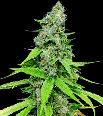 Auto Grande Crack > Bulk Seed Bank | Graines Autofloraison  |  Hybride