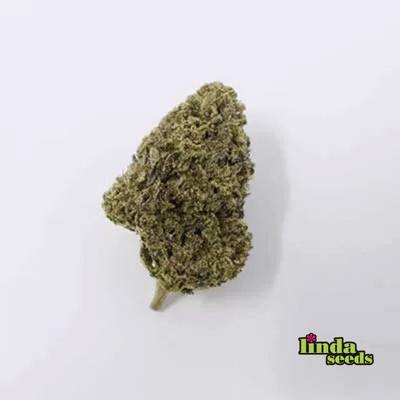 Auto Grape Octane graines > Linda Seeds | Graines de cannabis autoflo  |  Hybride