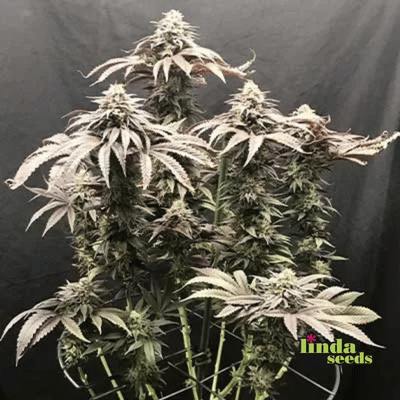 Auto Grape Octane graines > Linda Seeds | Graines de cannabis autoflo  |  Hybride