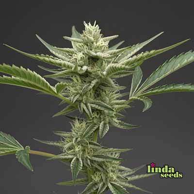 Grape Octane Auto (Linda Seeds)