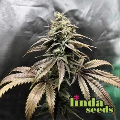 Auto Grape Octane graines > Linda Seeds | Graines de cannabis autoflo  |  Hybride