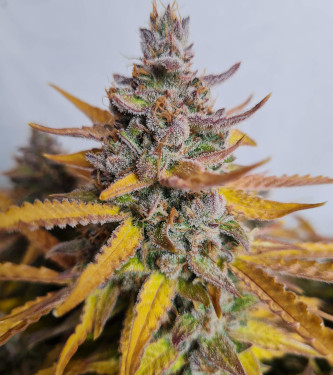 Auto Grape Soda > Original Sensible Seeds | Semillas autoflorecientes  |  Índica