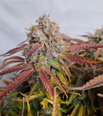 Auto Grape Soda > Original Sensible Seeds | Autoflowering Cannabis   |  Indica