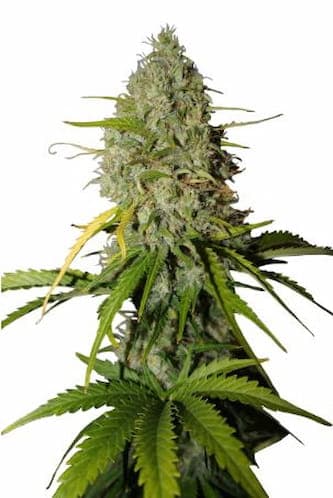 Auto Grapefruit > Linda Seeds | Autoflowering Cannabis   |  Hybrid
