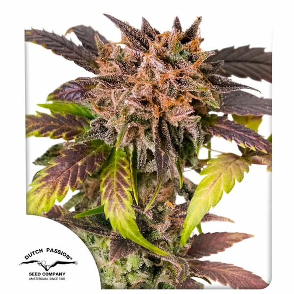 Auto GrapefruitZ semilla > Dutch Passion | Semillas de marihuana autoflorecientes  |  Sativa
