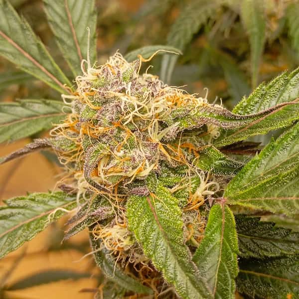 Auto GrapefruitZ semilla > Dutch Passion | Semillas de marihuana autoflorecientes  |  Sativa