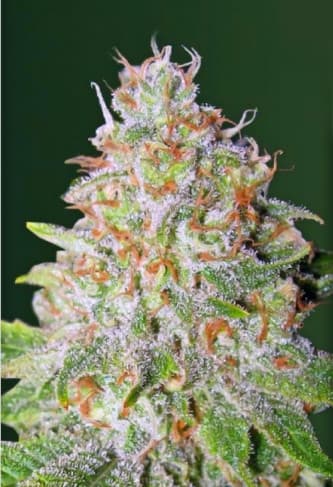 Auto Green Wild Shark > Victory Seeds | Semillas autoflorecientes  |  Híbrido