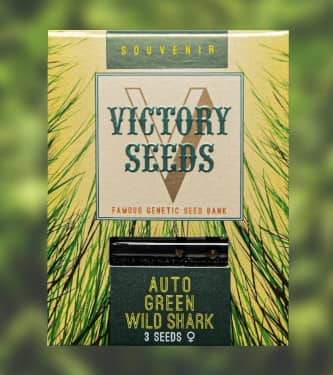 Auto Green Wild Shark > Victory Seeds | Autoflowering Hanfsamen  |  Hybrid