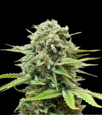 Auto Guerilla Glue > Bulk Seed Bank | Autoflowering Hanfsamen  |  Hybrid