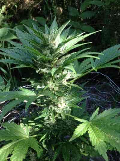 Auto Haze > Female Seeds | Autoflowering Cannabis   |  Sativa