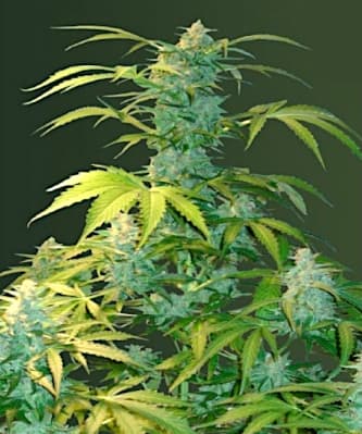 Auto Heaven > Victory Seeds | Autoflowering Cannabis   |  Hybrid