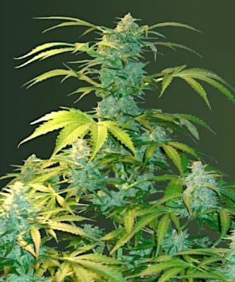 Auto Heaven > Victory Seeds | Autoflowering Hanfsamen  |  Hybrid