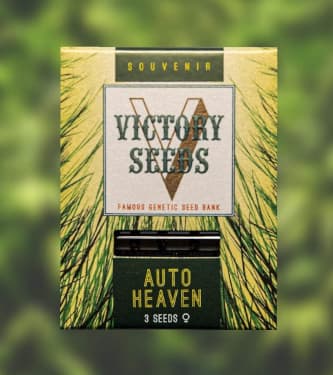Auto Heaven > Victory Seeds | Semillas autoflorecientes  |  Híbrido