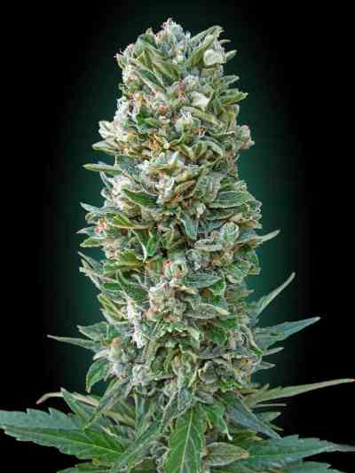 Automatic Collection #3 > Advanced Seeds | Autoflowering Cannabis   |  Hybrid