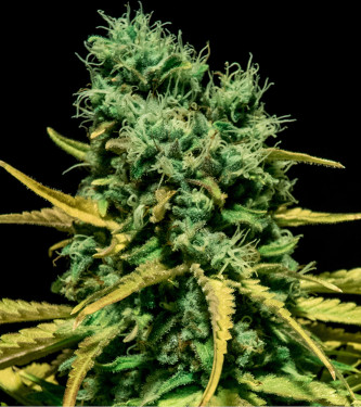 The Incredible Bulk Auto feminized seeds for sale: information and