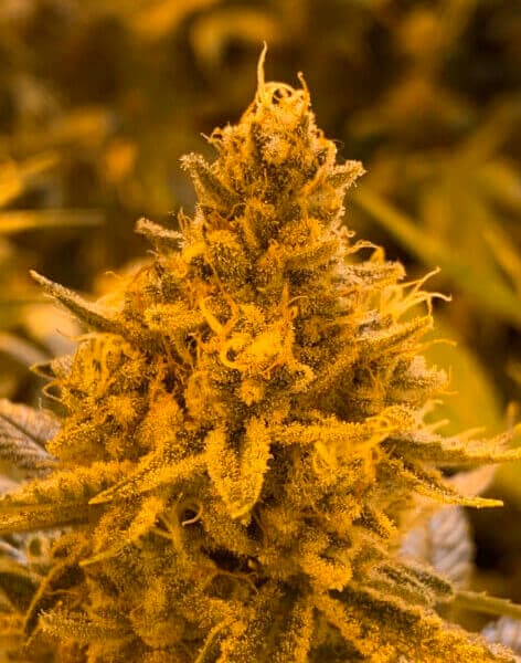 Auto Hibiscus Samen > R-Kiem Seeds | Autoflowering Hanfsamen  |  Indica